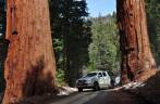 A Fiona fica pequenina perto das gigantescas sequoias do Sequoia National Park, na Califórnia - EUA